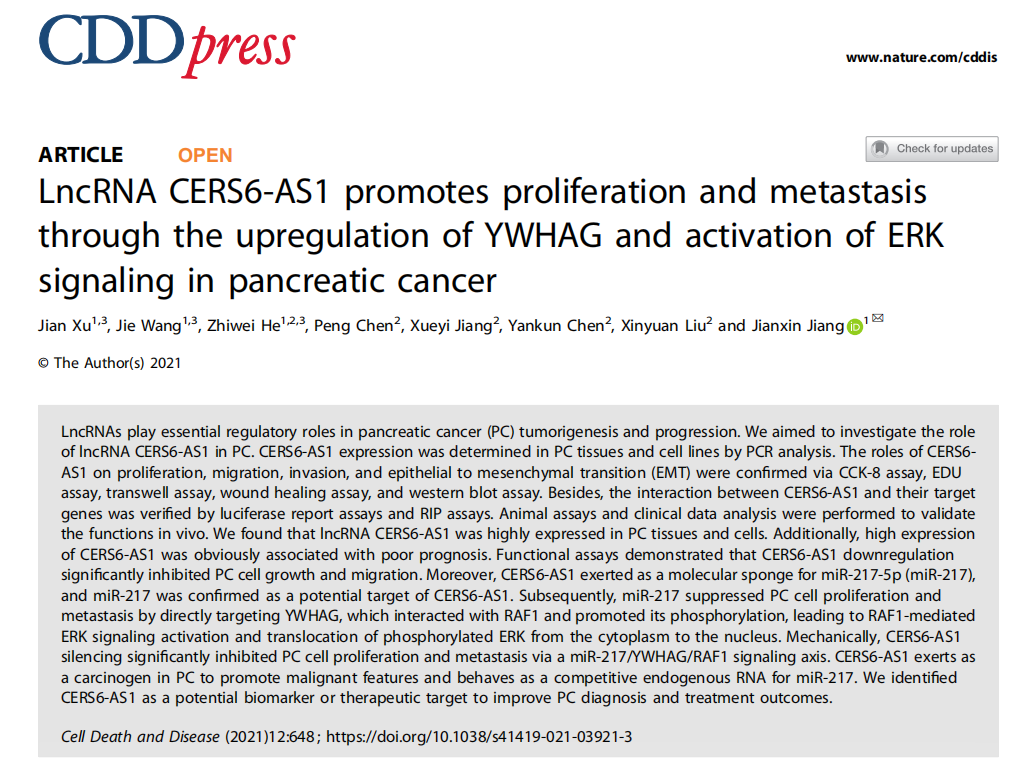 LncRNACERS6-AS1通过上调YWHAG和激活ERK信号促进胰腺癌的增殖和转移