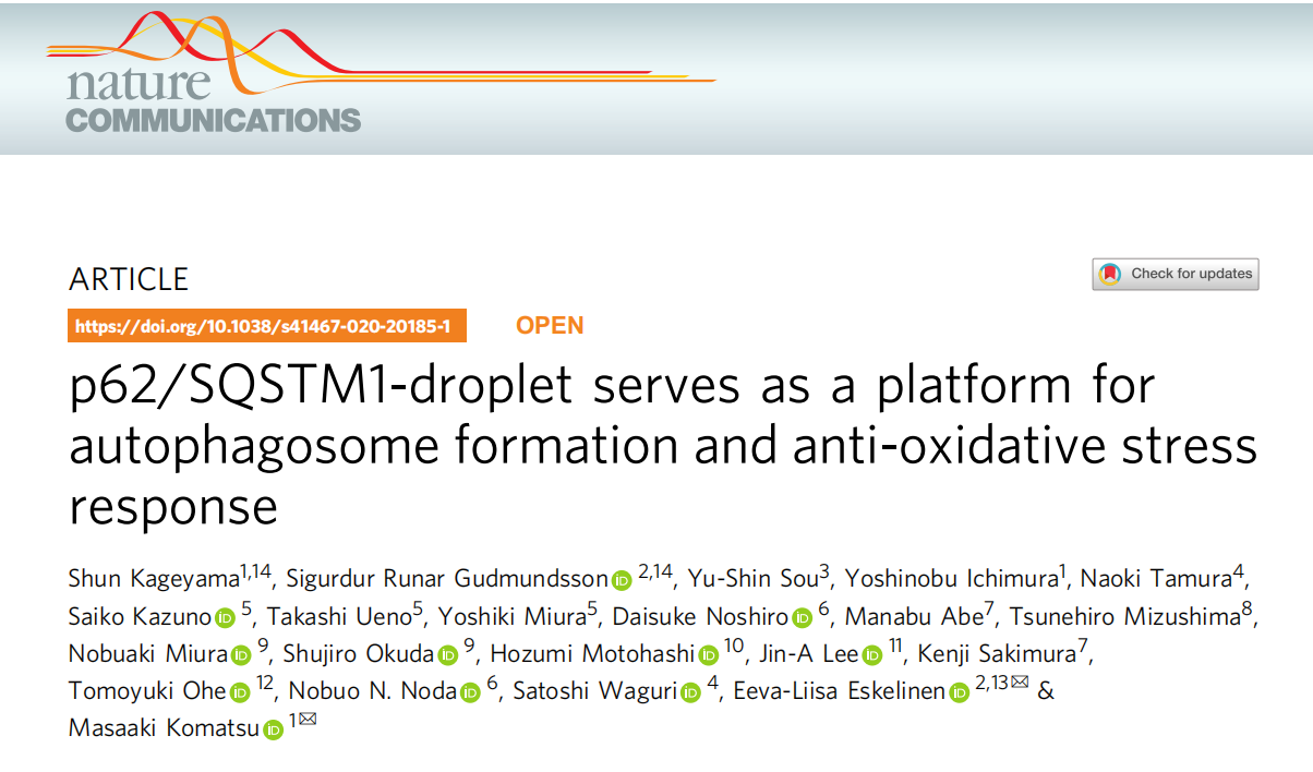 p62/SQSTM1-droplet 作为自噬体形成和抗氧化应激反应的平台