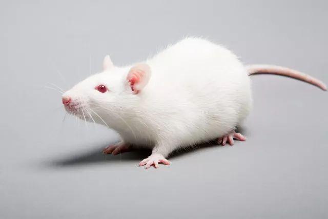 动物实验中为什么有些小鼠不能生