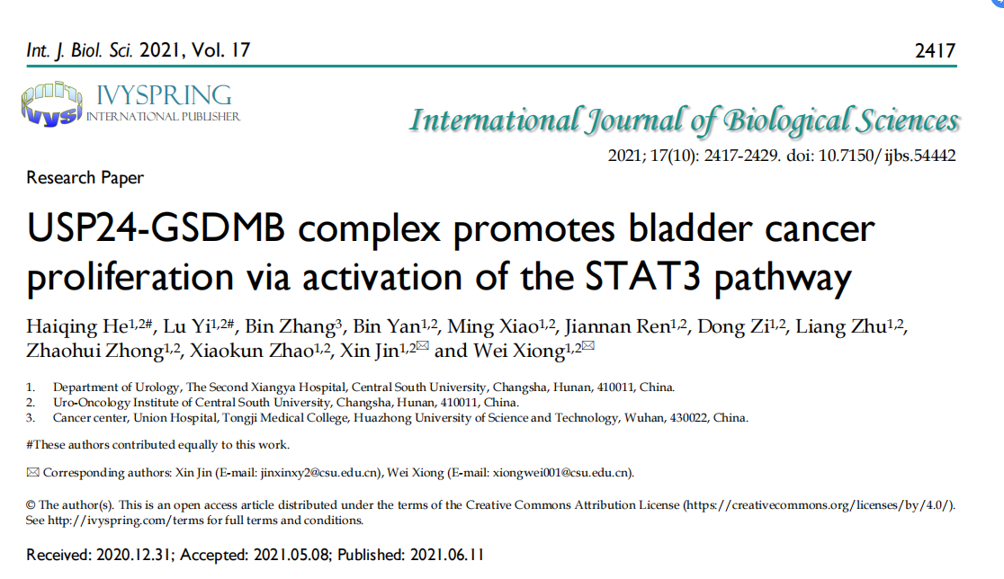 USP24-GSDMB复合物通过激活STAT3通路促进膀胱癌增殖