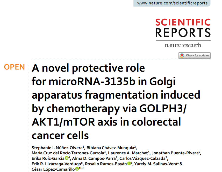 microRNA-3135b在化疗通过GOLPH3/AKT1/mTOR轴诱导结直肠癌细胞高尔基体断裂中的新保护作用