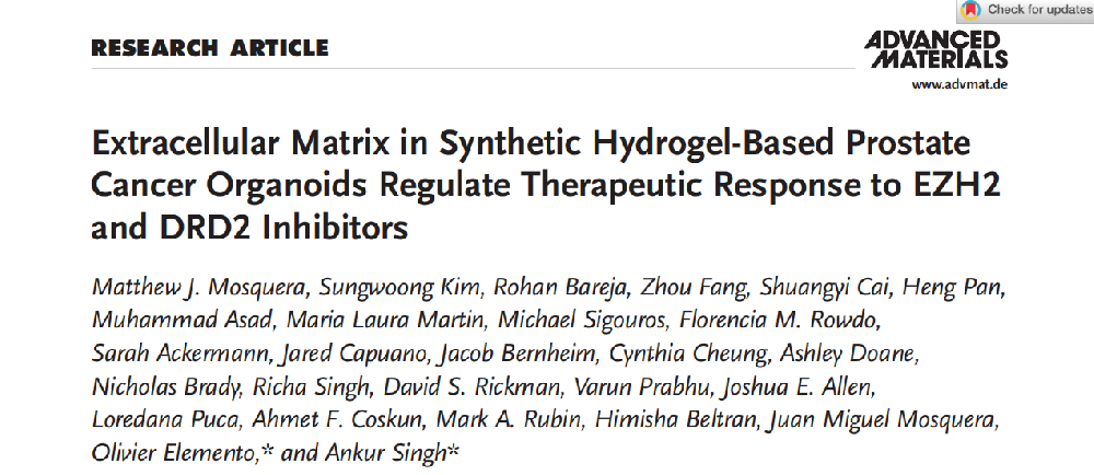 合成水凝胶基前列腺癌类器官中的细胞外基质调节对EZH2和DRD2抑制剂的治疗反应