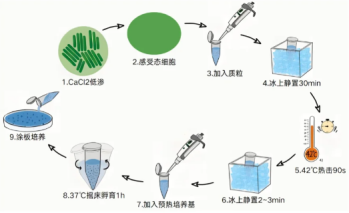 一文讲清转化、转导、转染、感染的区别