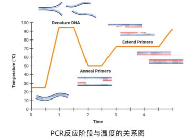 干货！一文详解PCR仪的操作注意事项！