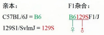 大小鼠模型的命名方法与规则