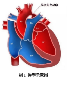 实验外包——一文带你了解主动脉弓缩窄模型
